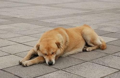 了解狗狗睡眠时间：你的狗睡多久才算正常？