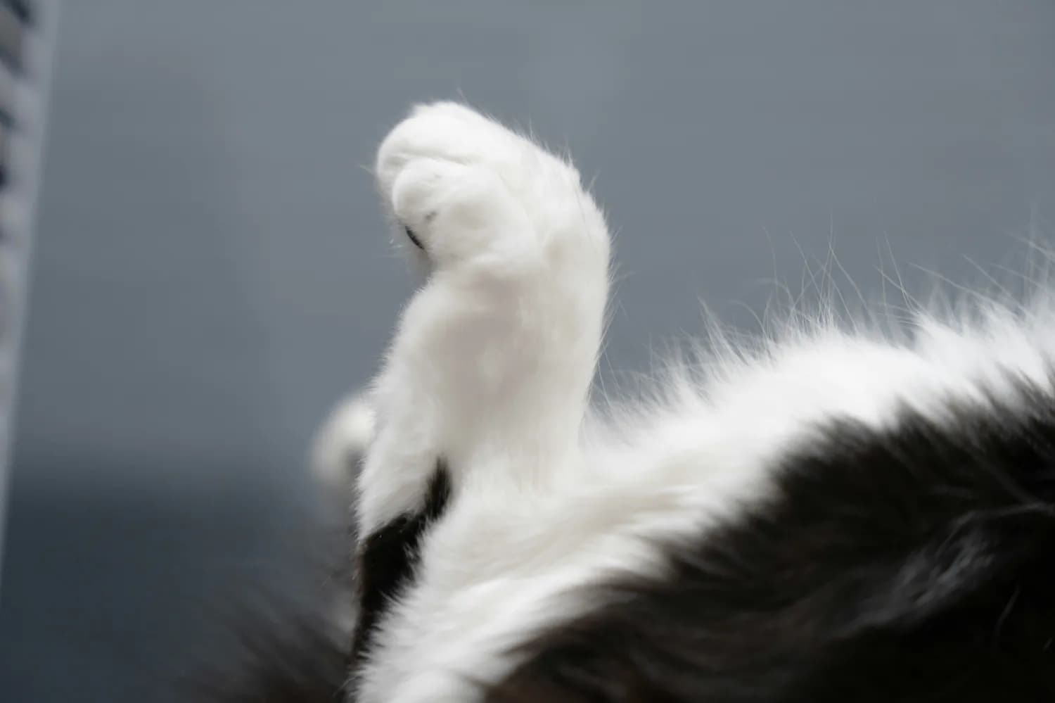 猫咪养爪秘籍大公开！