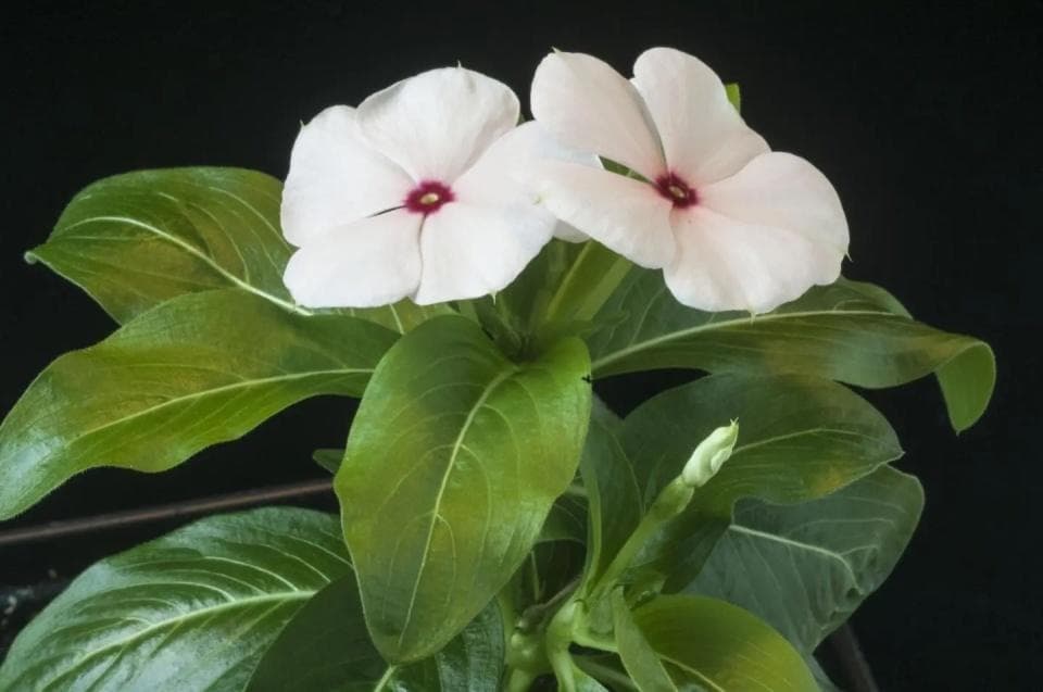 治愈之触：7种可能成为医学未来关键的植物