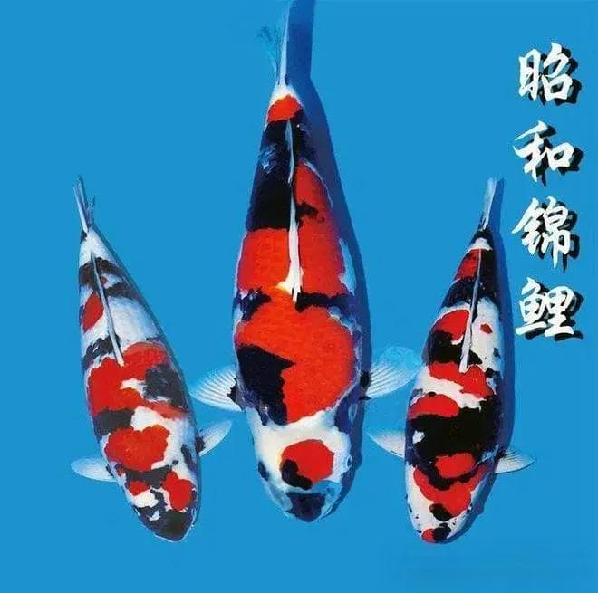 锦鲤鉴赏标准与苗种优选技术：不漏挑一尾好鱼，不错挑一尾差鱼！