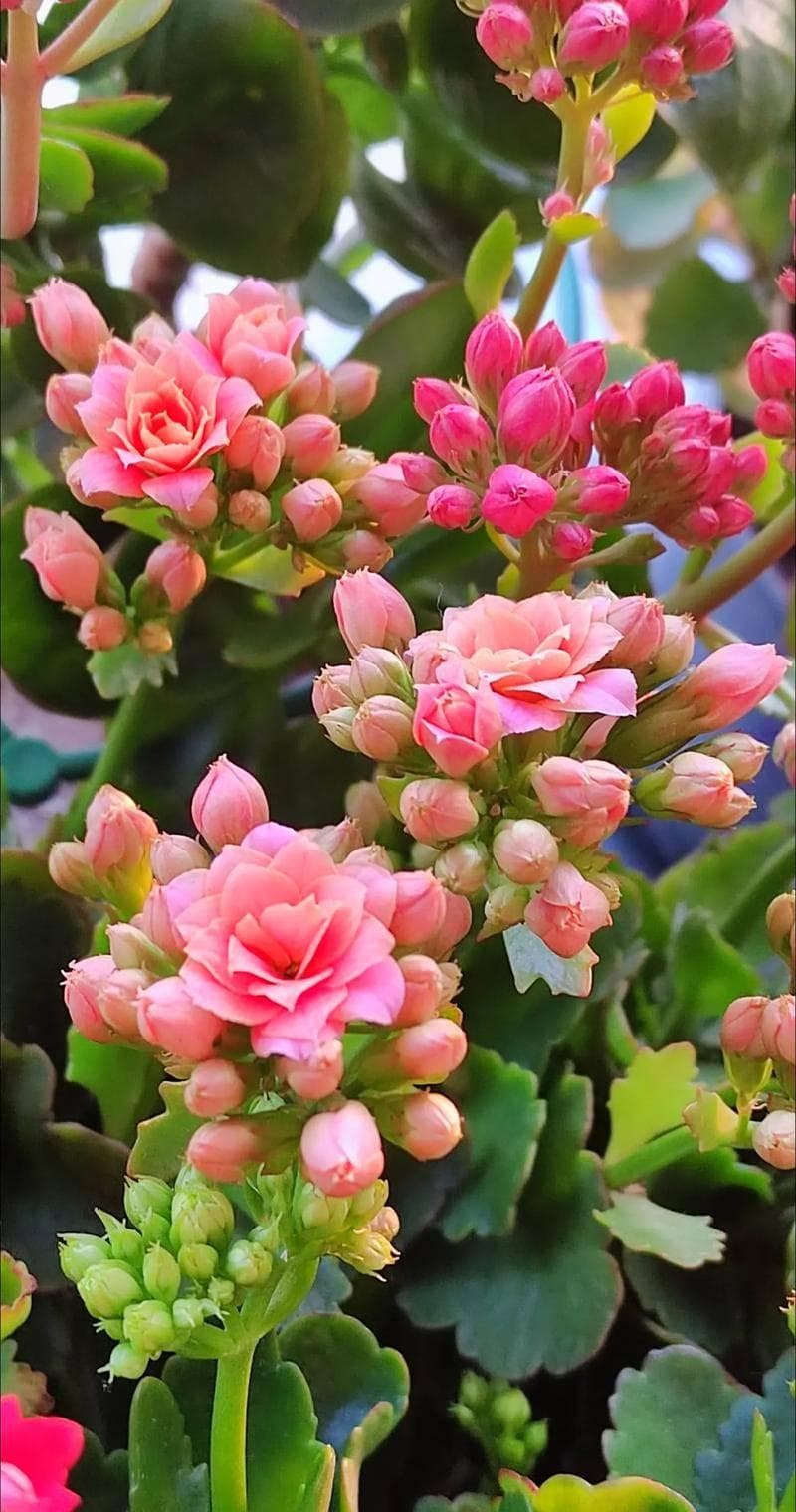 长寿花有毒吗？适合在室内养吗