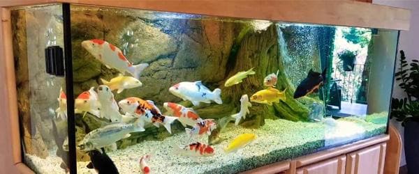 一直开氧气泵会影响鱼休息吗 氧气泵噪音大如何消除