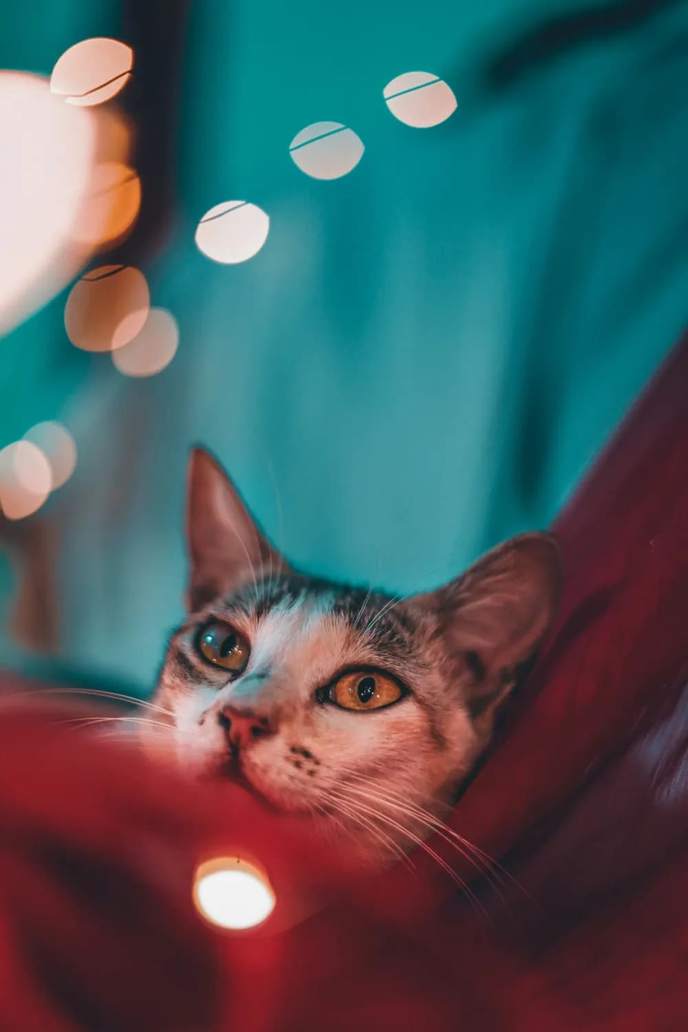 春节新玩法：猫儿红包封面大比拼！