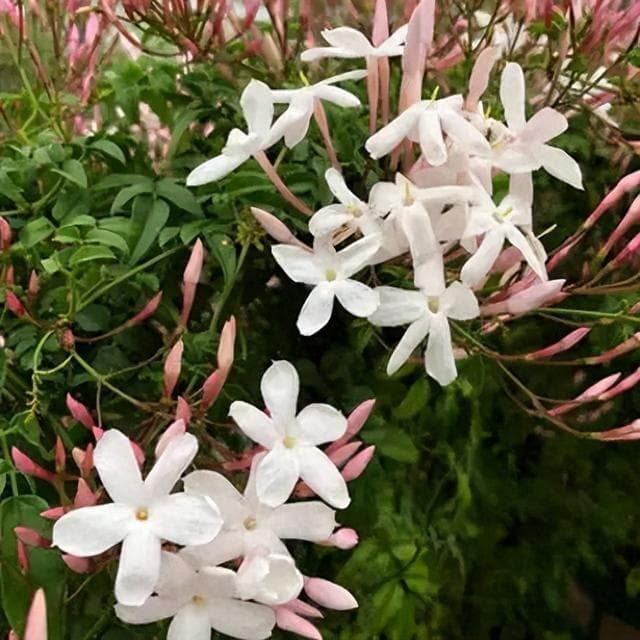 疏肝解郁的芳香良药——素馨花