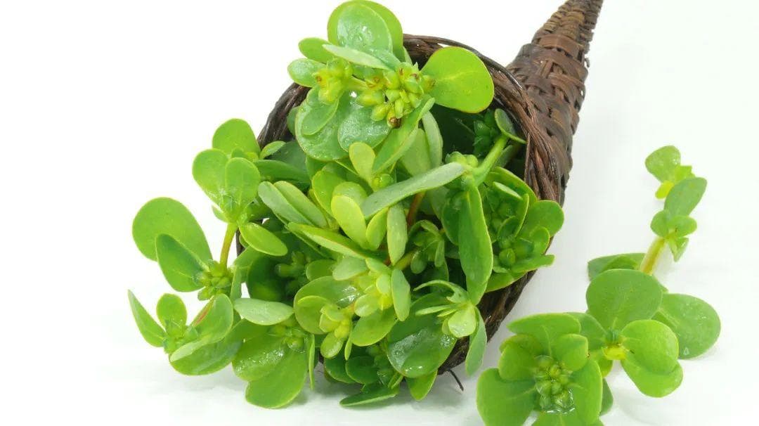 7种方式守护心脏健康，马齿苋是“护心菜”