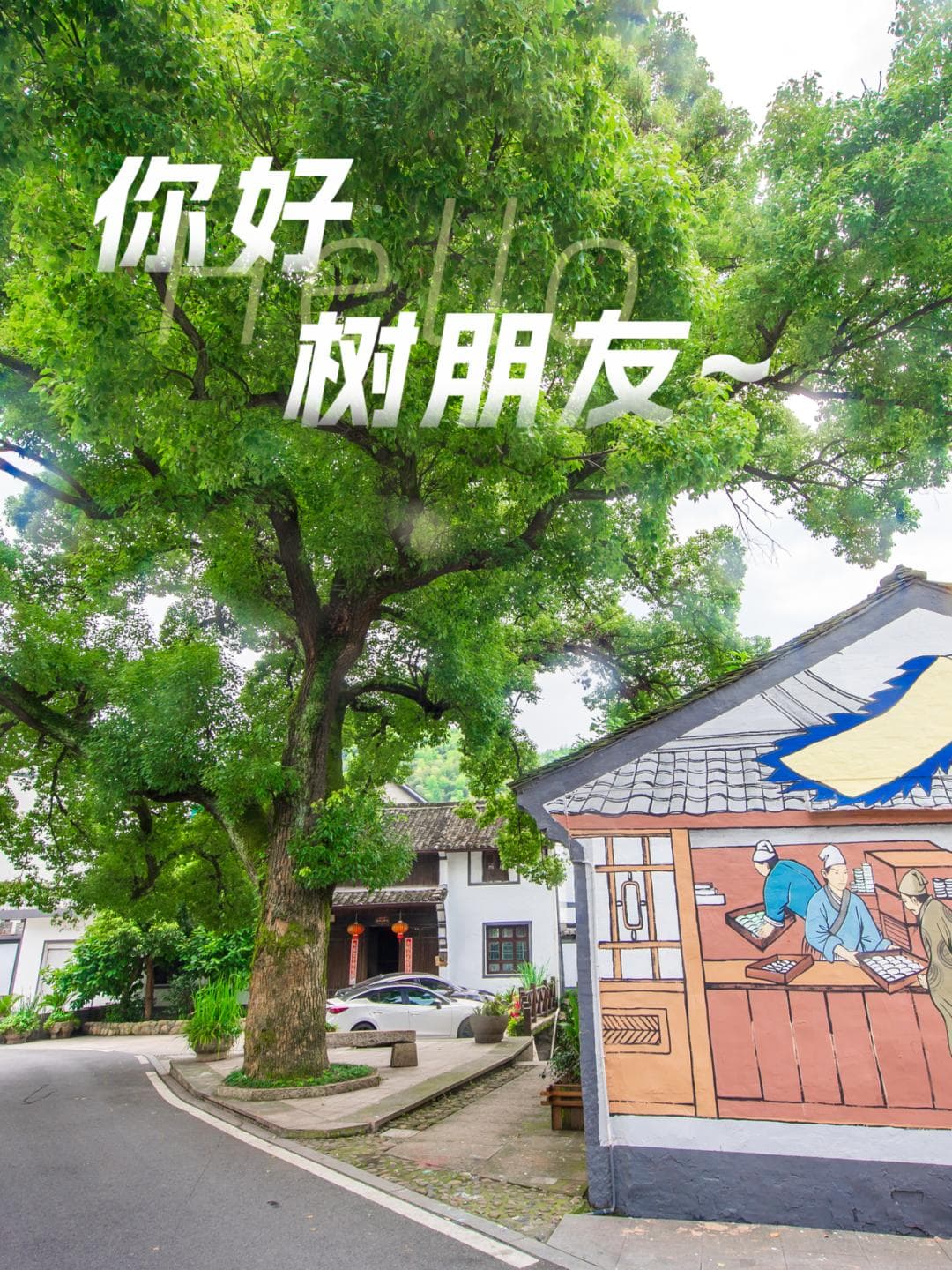 在绍兴，遇见树先生！
