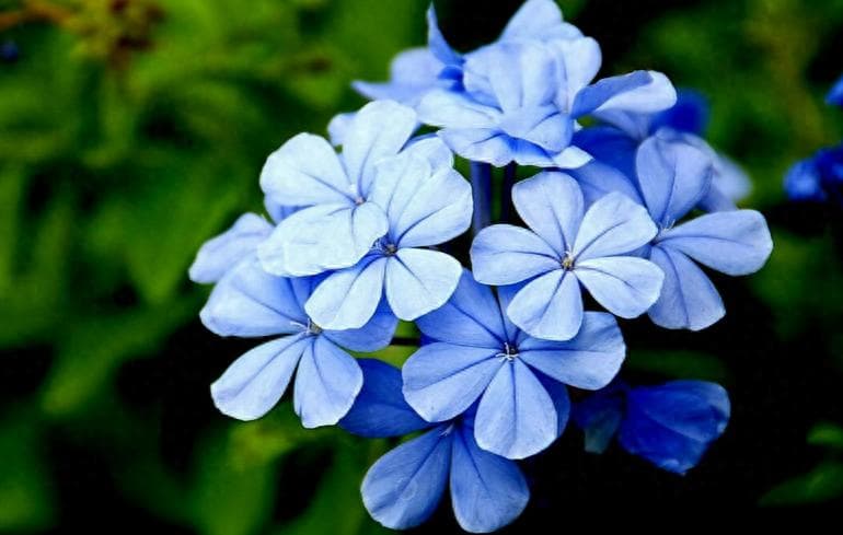 6月扦插正当时：三种花卉轻松繁殖，当年就能开花