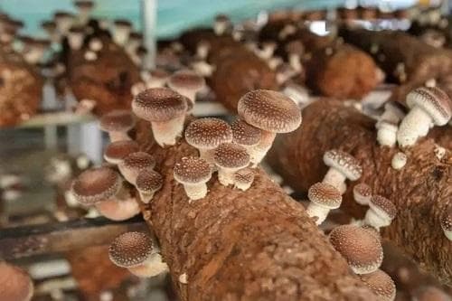 香菇养菌期管理方法