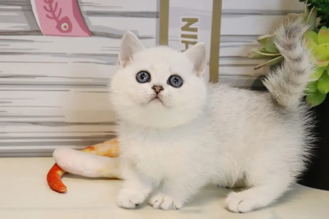 猫咪后腿无力走路摇晃？原因分析与应对指南