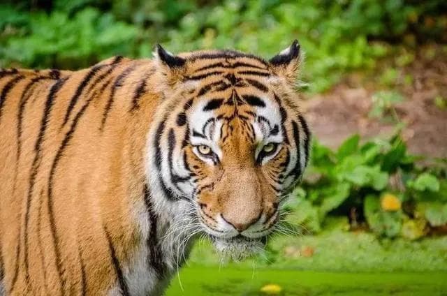 老虎为何是吃人最多的猛兽？老虎伤人后一定会被杀掉吗？