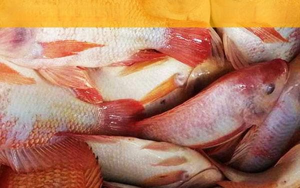 红鳍笛鲷是什么鱼？4步带你了解这种珍贵的海洋生物
