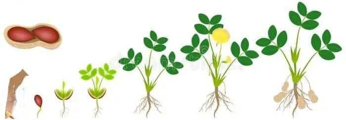 花生的一生：从播种到收获的全程管理指南