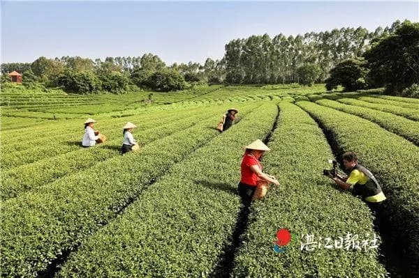 廉江经济活力与创造力的独特展现：从农业到多元化繁荣领域