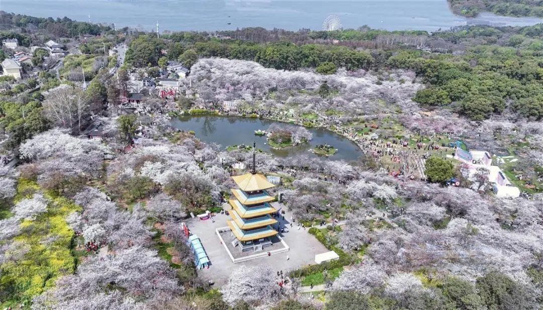 玩转3月樱花！武汉221处赏樱点全攻略