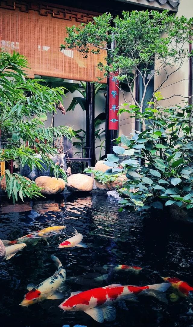 如何建造一处绝美的庭院鱼池？建造鱼池有哪些禁忌，你知道吗？
