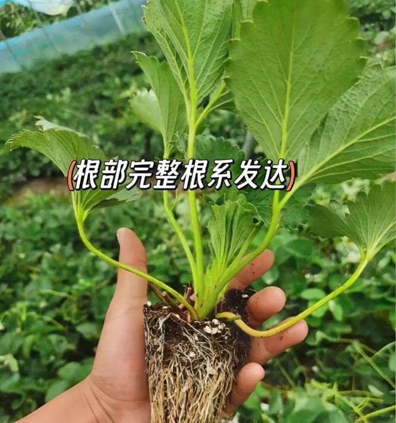 草莓浇水的正确方法（科学浇水，让草莓更美味）
