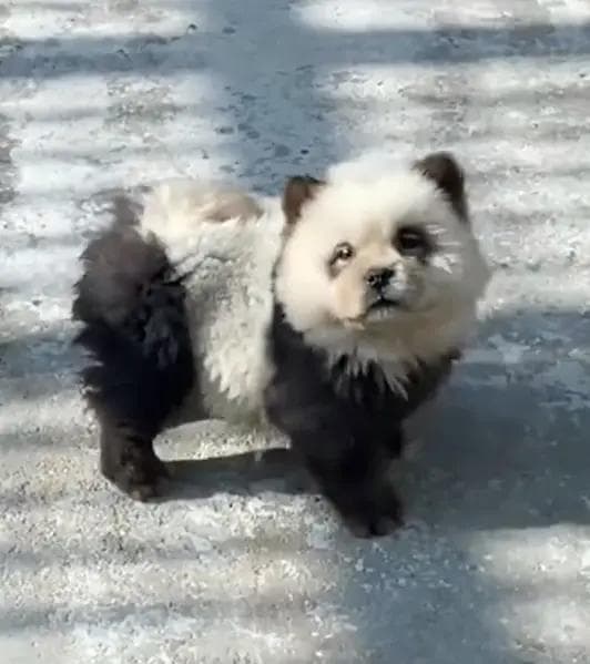 松狮犬染色后模仿熊猫走红，数万人打卡，动物园不带这么引流的