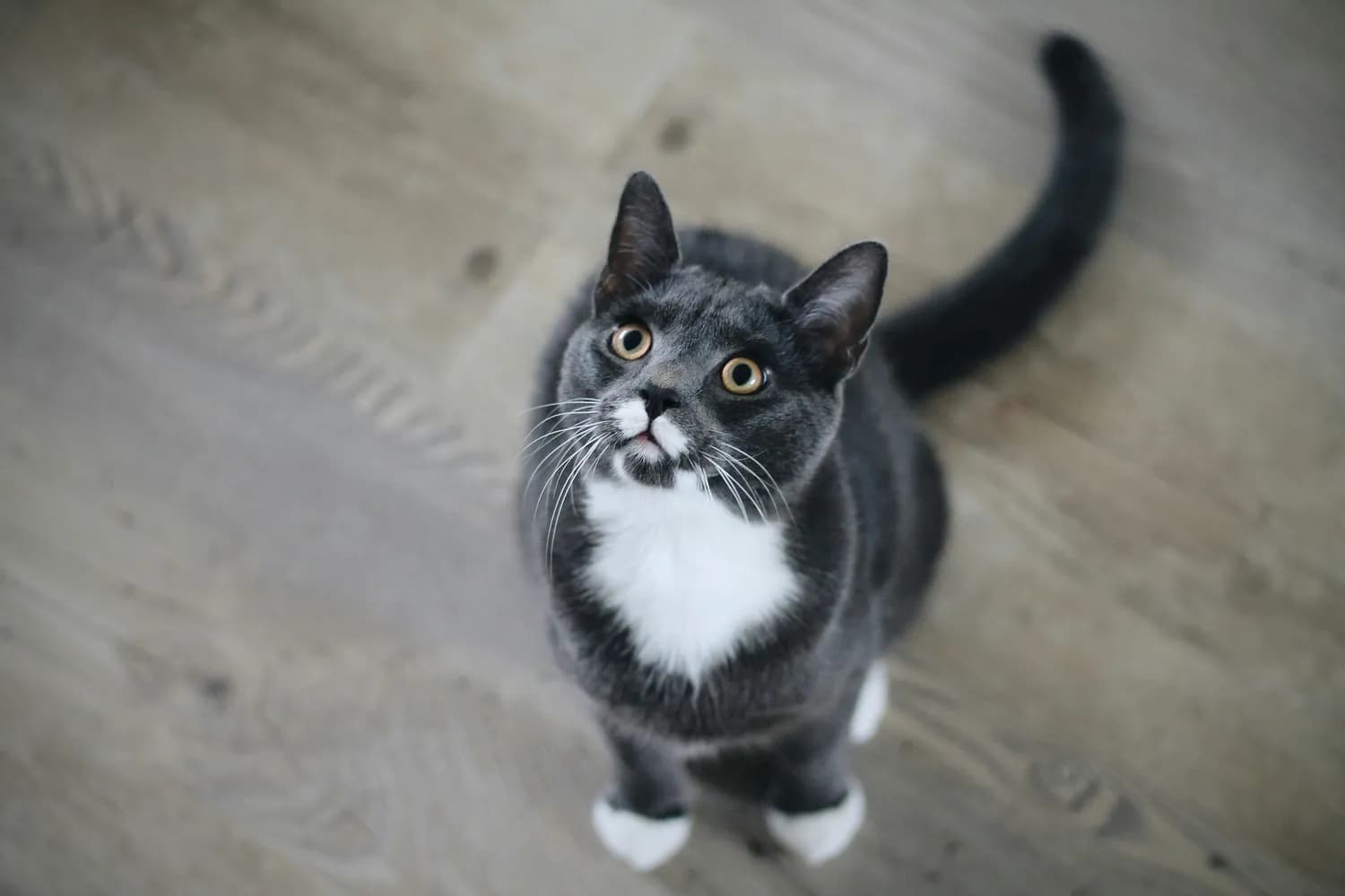 曼基康矮脚猫的健康养护指南