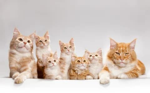 猫咪在古代叫什么