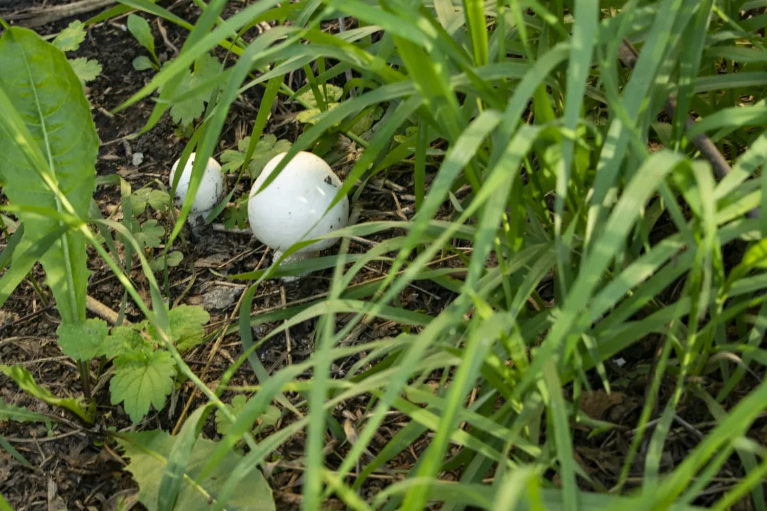 白贝母种植技术全攻略：从选地到采收的科学指南