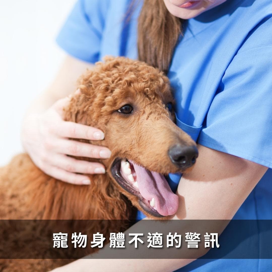如何及时发现宠物健康问题：了解与应对宠物的不适信号
