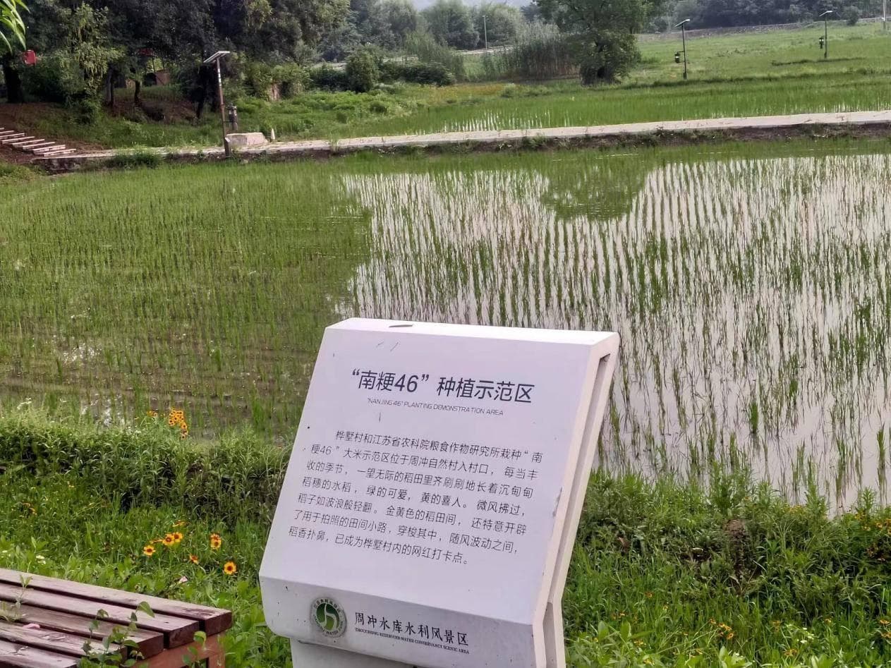 桦墅村：古村新韵，文旅融合下的乡村振兴探索