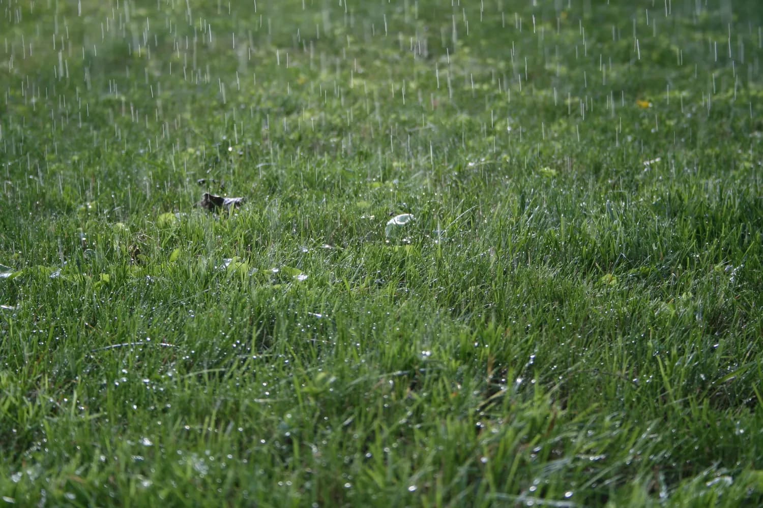 雨水节气：春雨贵如油，“拉保保”求好运！
