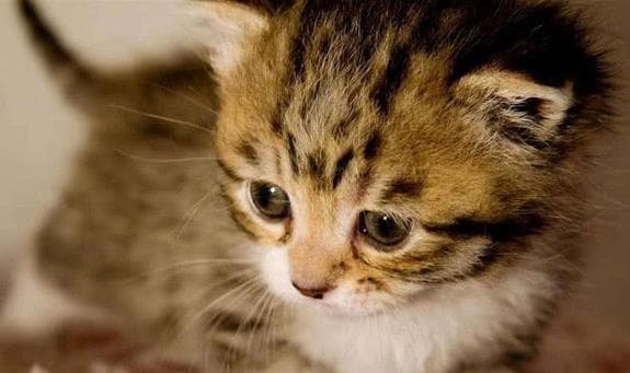 新猫咪到家，隔离多久最合适？（重要的宠物照顾知识与建议）