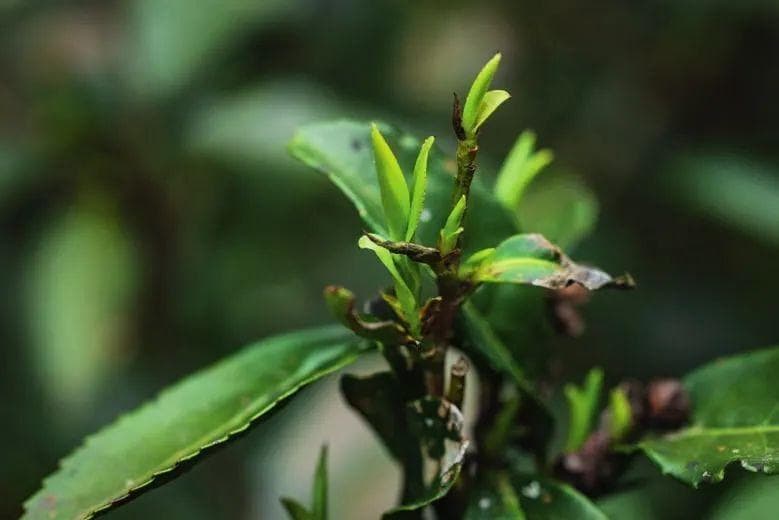 福建的小县城，连拜神都少不了一碗茶