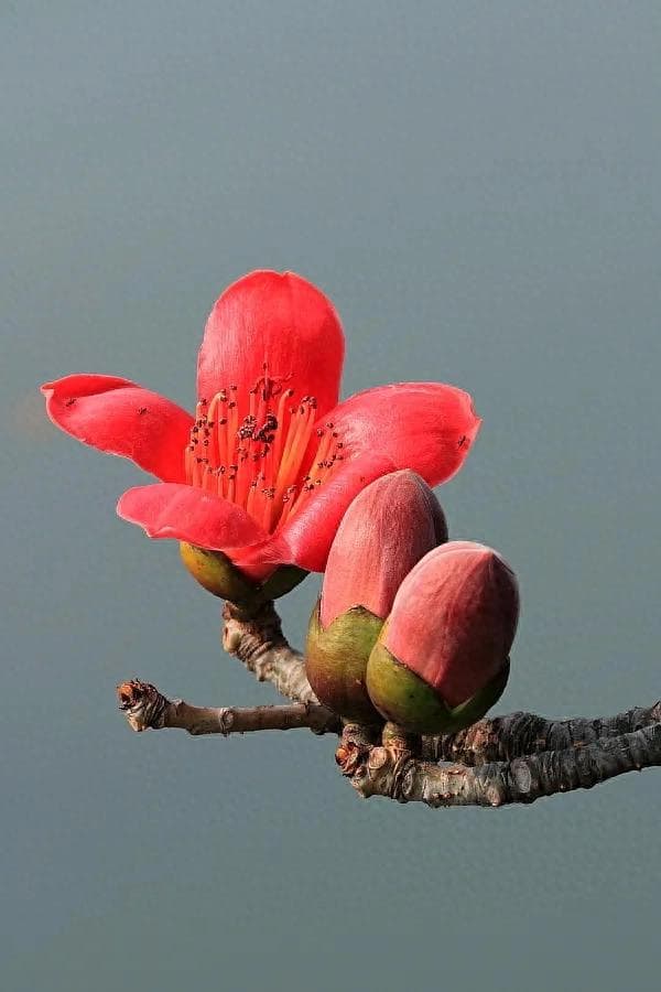 木棉花为什么没有叶子（广东省省花——木棉花）