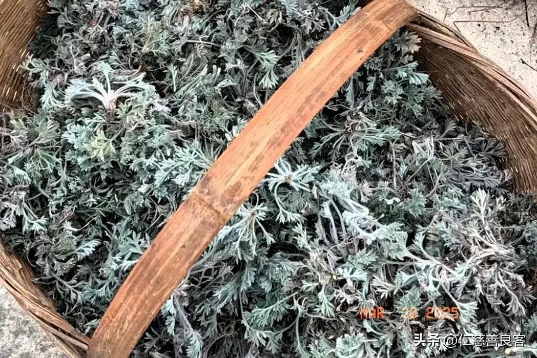 别再分不清了！茵陈、白蒿一文教你辨别，看完你就懂了！