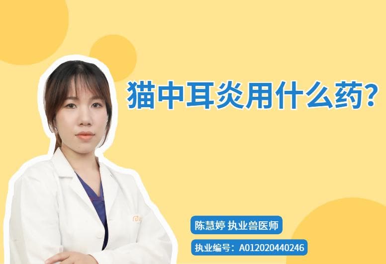猫中耳炎怎么办？这些药物和护理方法请收好