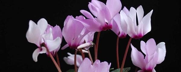 仙客来花期长吗（关于仙客来浇水的正确方法）