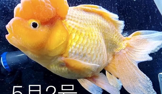 金鱼的常见疾病及其表现（从寄生虫感染到水质问题，了解金鱼疾病的迹象）