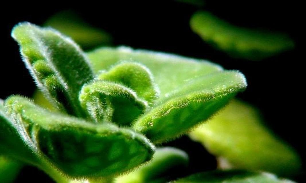 碰碰香的种植方法与注意事项（从栽种时间到养护技巧，全面解析碰碰香的养殖之路）