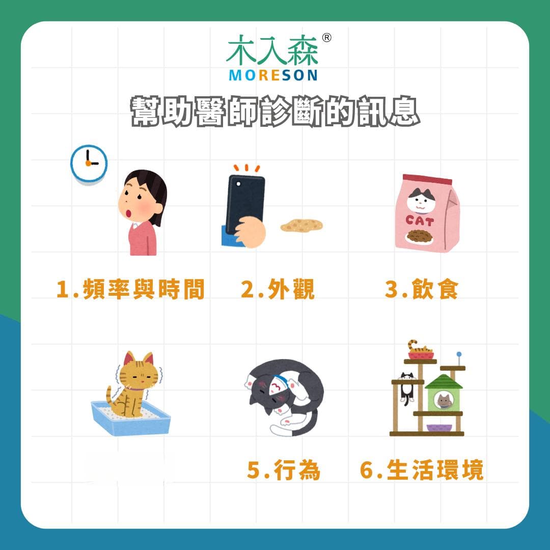 猫咪呕吐黄色液体怎么办？原因分析与处理建议