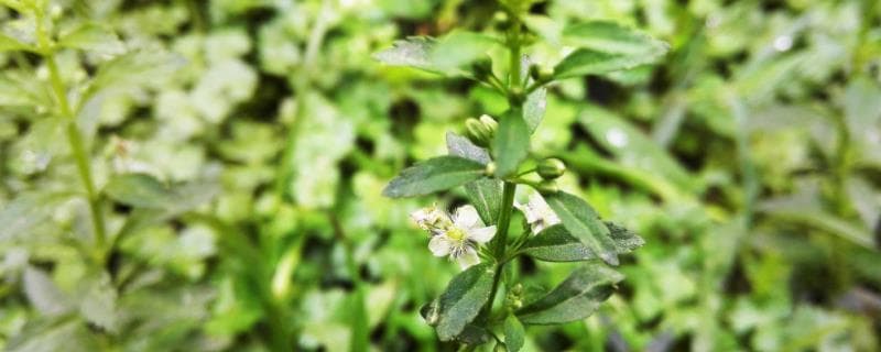 甘草种植技术及亩收益（甘草最新的种植方法）