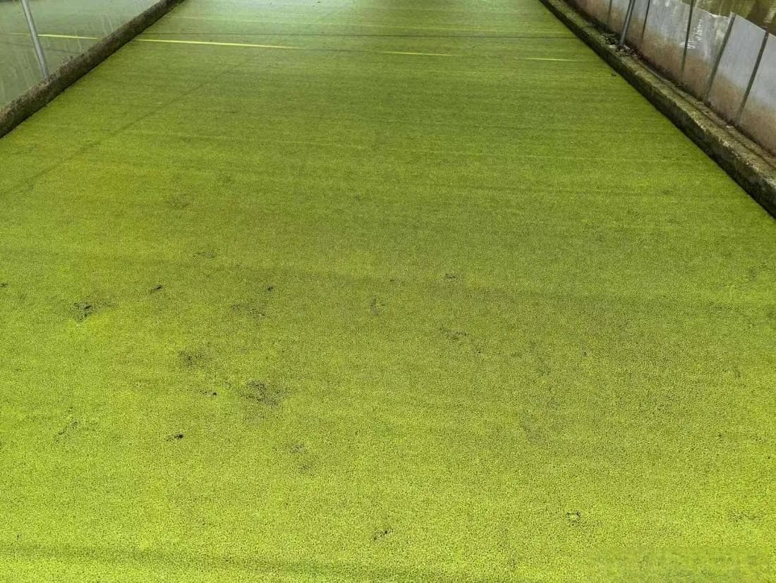 浮萍：一种极具潜力的新型饲料资源