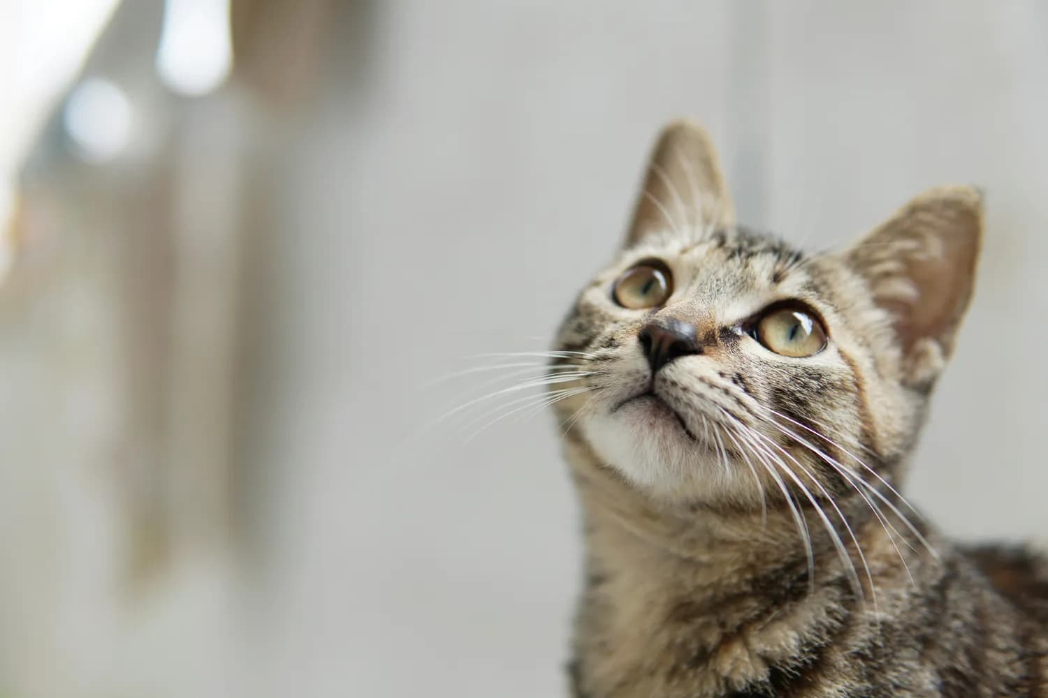揭秘小猫的好奇心与活泼天性：从科学到互动