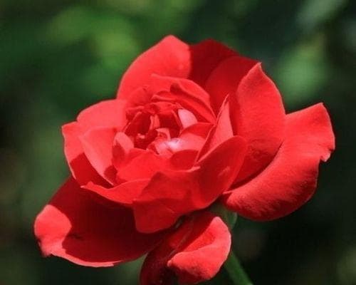 月季花种子怎么种植（月季花种植方法和时间）
