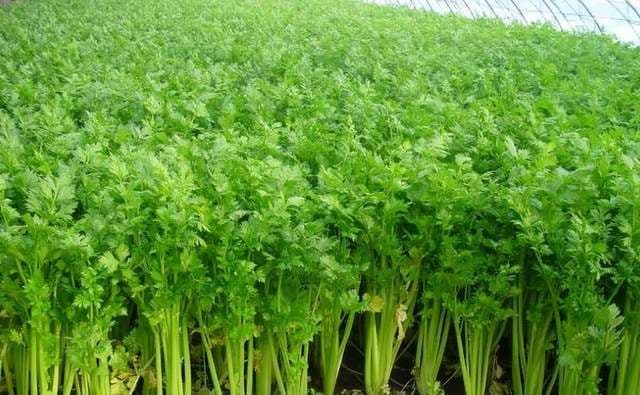 西芹与芹菜区别解析：秒懂不再混淆！