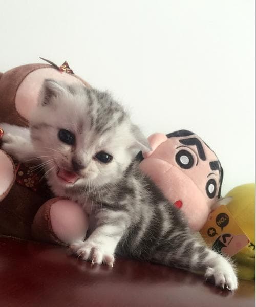 小猫为什么喜欢叫（探究猫咪叫声的原因及如何应对）