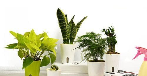 小朋友适合种什么植物？适合小朋友种植的植物有哪些？