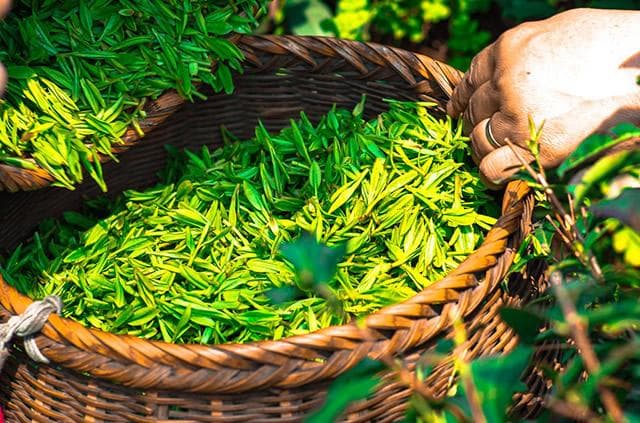 【绿茶完全指南】绿茶的功效与作用、常见品种及饮用方法
