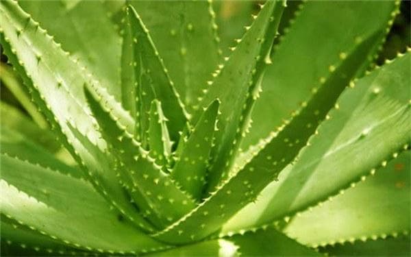 芦荟的养护方法和注意事项 芦荟管理需要注意什么
