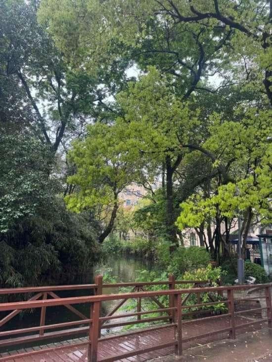 开学啦！申城校园里绿意爆棚，生机勃勃迎学子