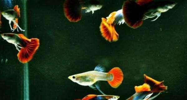 如何养护孔雀鱼以保持其长寿（打造一个健康稳定的水族箱环境）