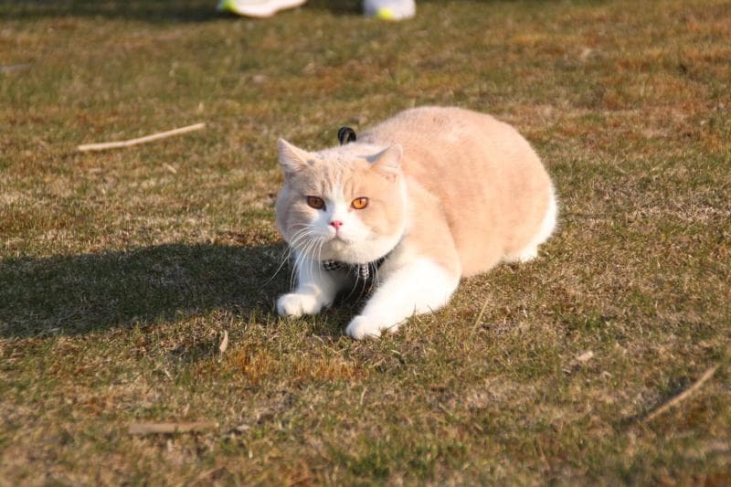 英国短毛猫：圆胖可爱的异国短尾猫