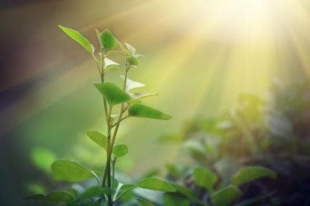 光合作用：植物如何将光能转化为化学能