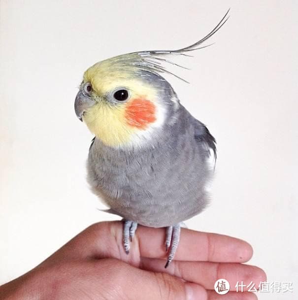 鹦鹉的家庭养殖优缺点与注意事项